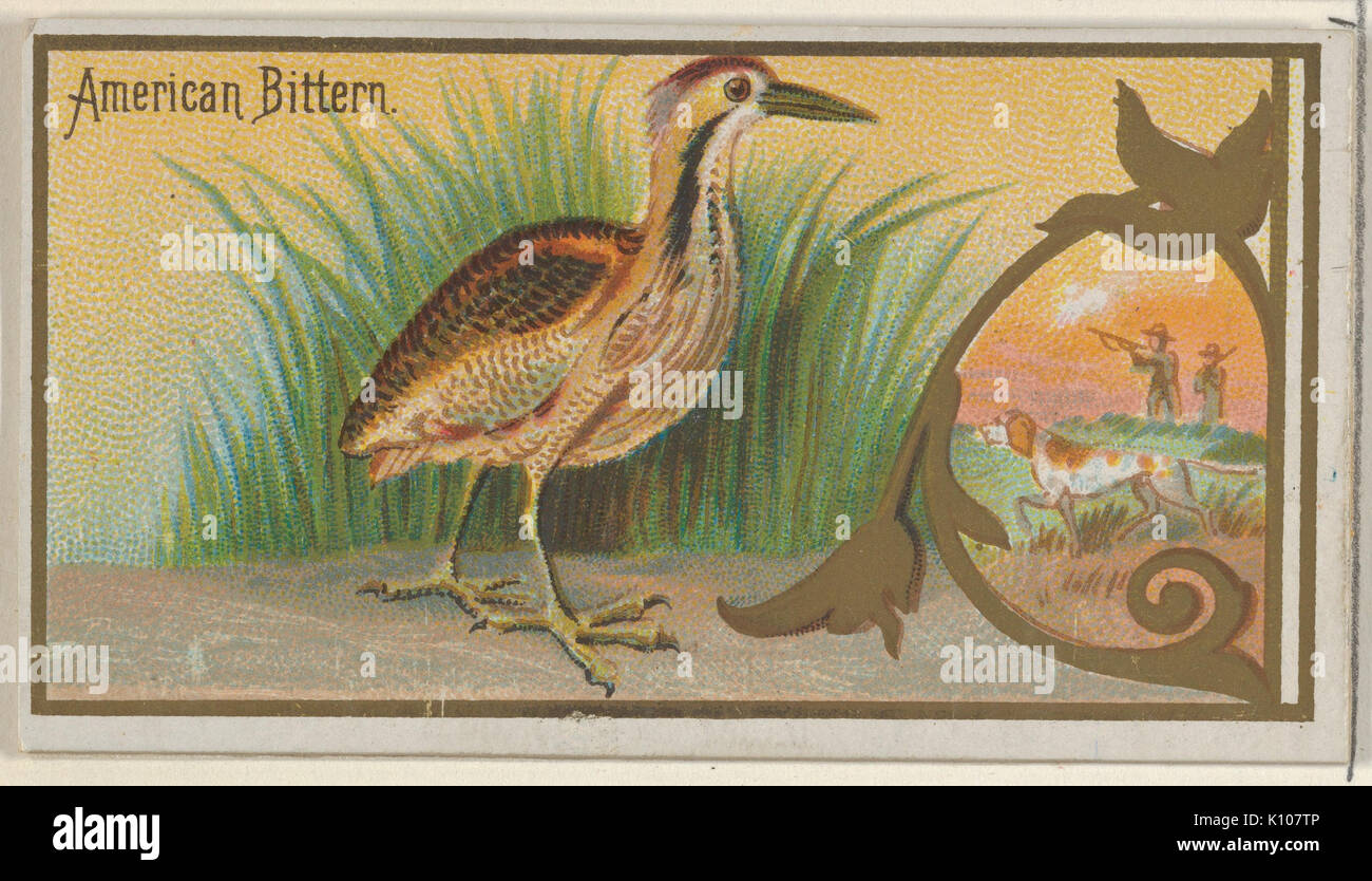 Amerikanische Rohrdommel, aus dem Spiel Vögel-Serie (N13) für Allen & Ginter Zigaretten Marken MET DP 834654 Stockfoto
