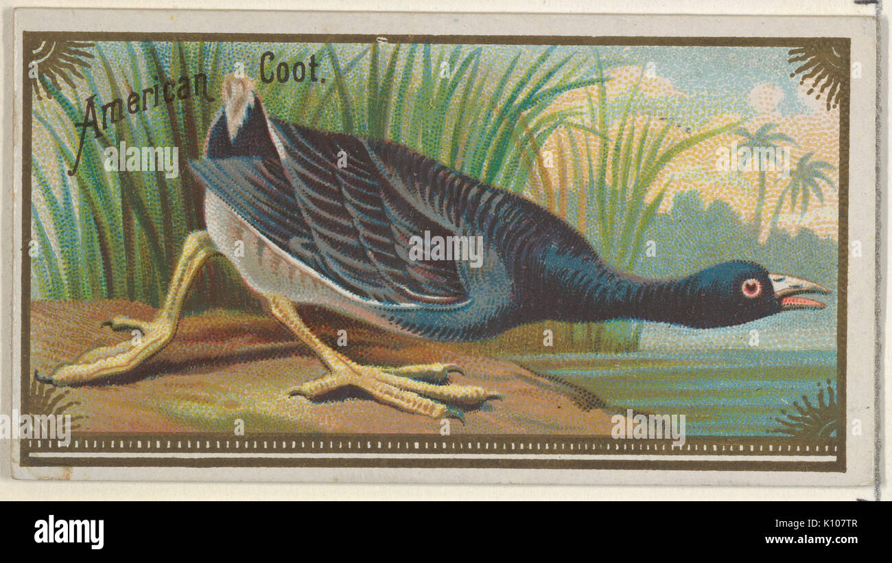Amerikanische Blässhuhn, aus dem Spiel Vögel-Serie (N13) für Allen & Ginter Zigaretten Marken MET DP 834653 Stockfoto