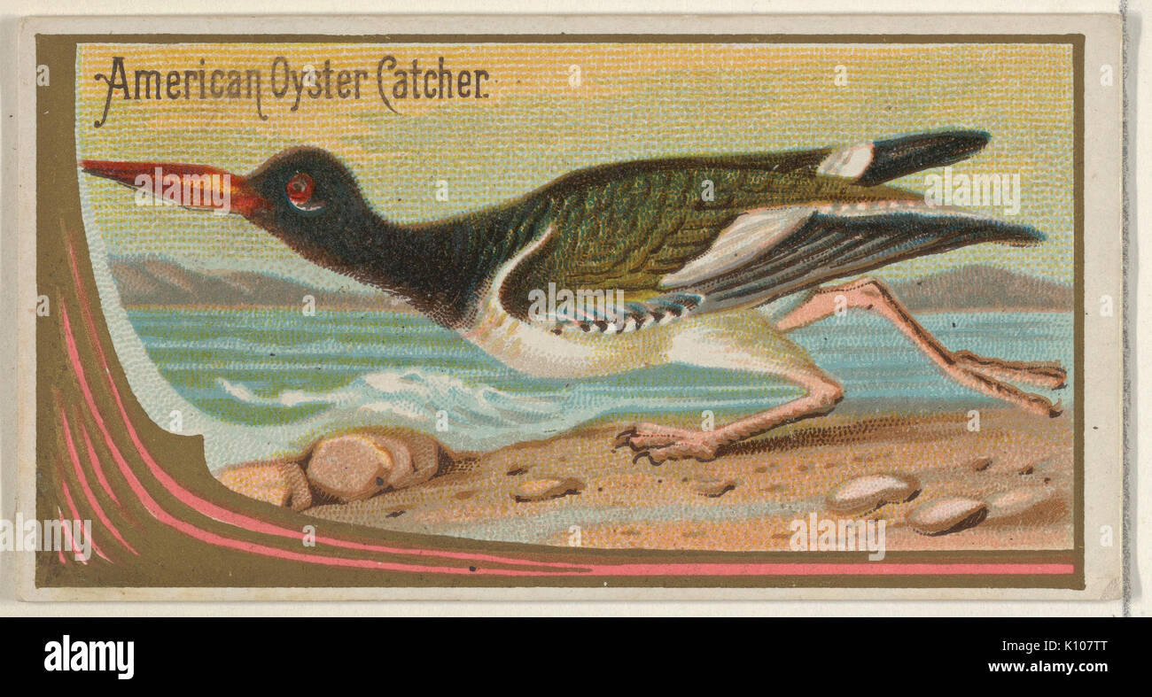 American Oyster Catcher, aus dem Spiel Vögel-Serie (N13) für Allen & Ginter Zigaretten Marken MET DP 834655 Stockfoto
