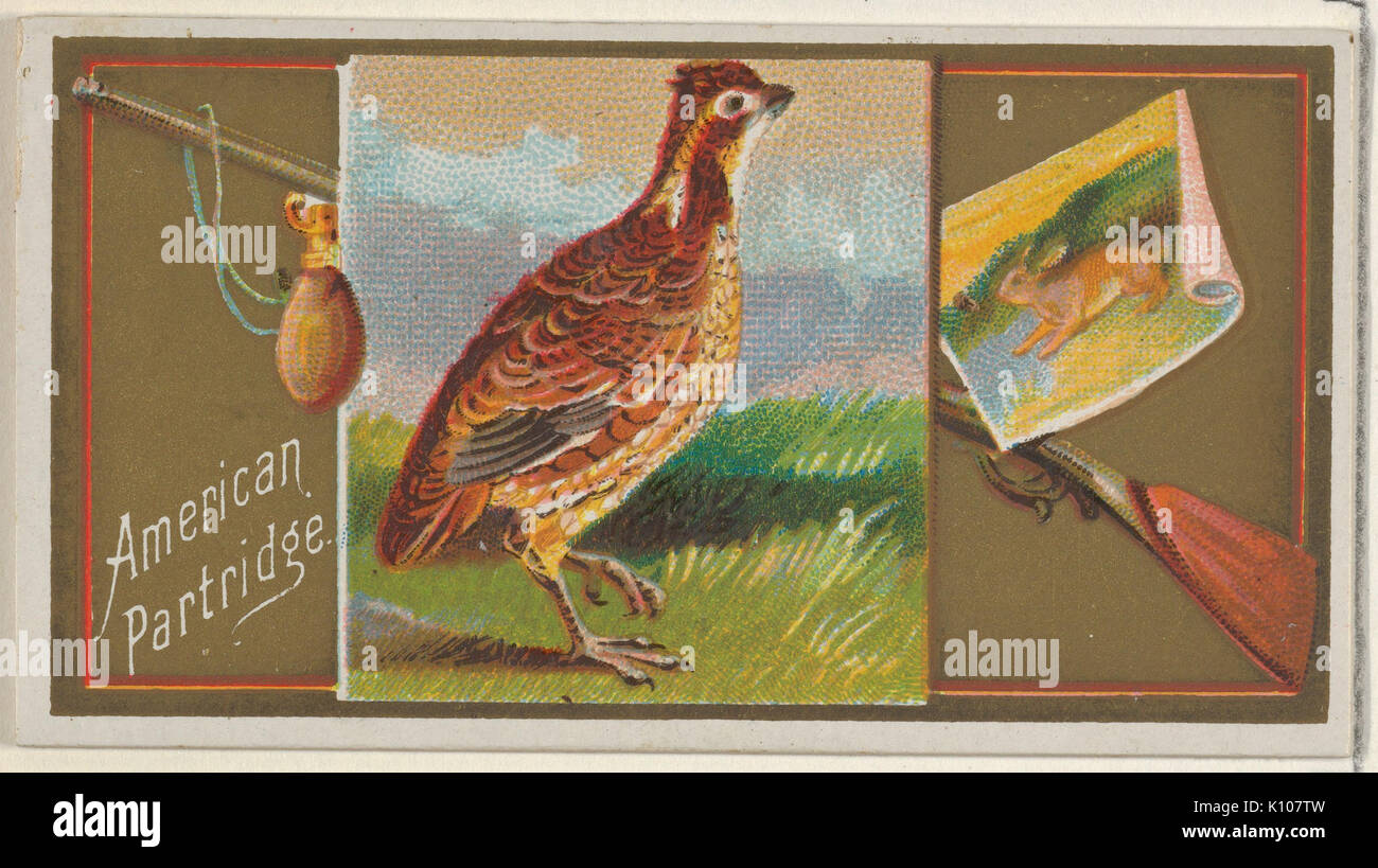 Amerikanische Rebhuhn, aus dem Spiel Vögel-Serie (N13) für Allen & Ginter Zigaretten Marken MET DP 834656 Stockfoto