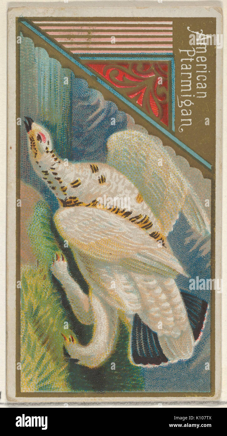 Amerikanische Ptarmigan, aus dem Spiel Vögel-Serie (N13) für Allen & Ginter Zigaretten Marken MET DP 834657 Stockfoto