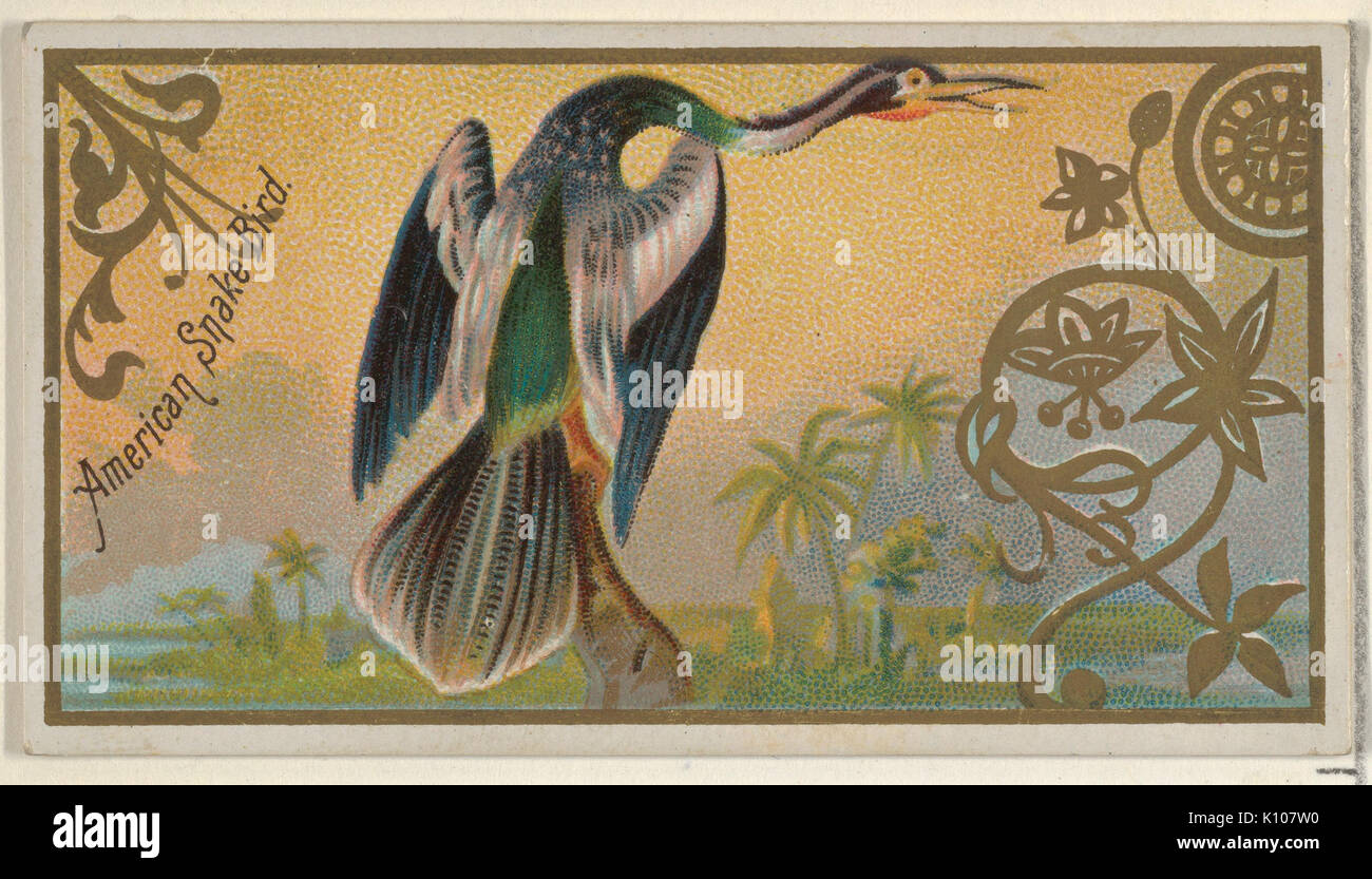 Amerikanische Schlange, Vogel, Vögel aus dem Spiel-Serie (N13) für Allen & Ginter Zigaretten Marken MET DP 834658 Stockfoto