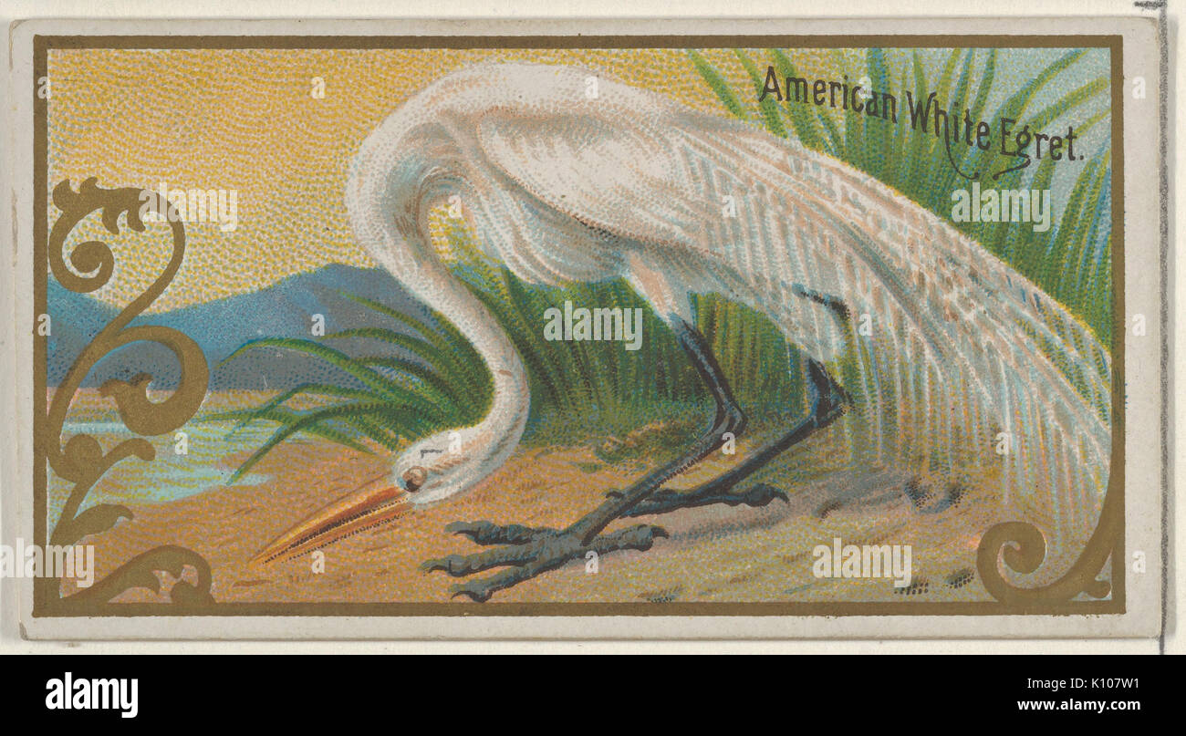 American White Egret, aus dem Spiel Vögel-Serie (N13) für Allen & Ginter Zigaretten Marken MET DP 834659 Stockfoto