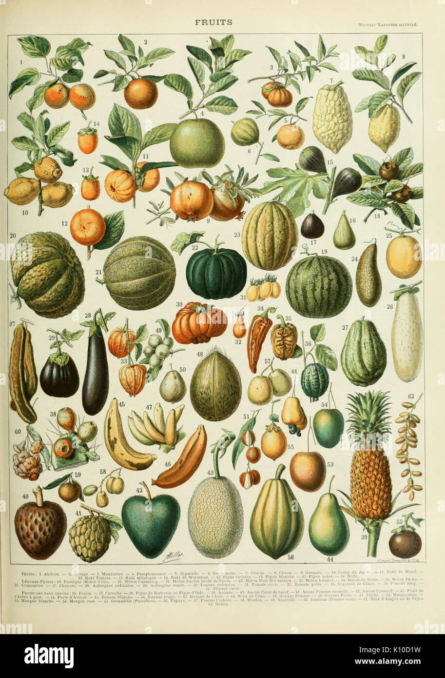 Dies ist eine Illustration von Adolphe Millot, die Früchte in einer botanischen Studie zeigt. Millots detaillierte Arbeit erforscht verschiedene Fruchtarten und hebt die Vielfalt der botanischen Exemplare und ihre Struktur hervor. Stockfoto