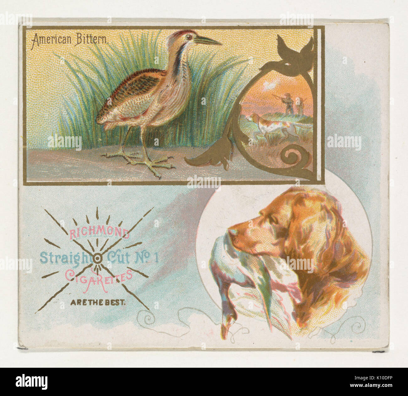 Amerikanische Rohrdommel, aus dem Spiel Vögel-Serie (N40) bei Allen&Ginter Zigaretten MET DP 839130 Stockfoto
