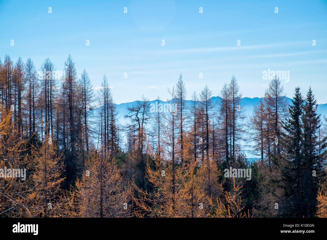 Lärchen im Herbst Farben in den Julischen Alpen. Stockfoto