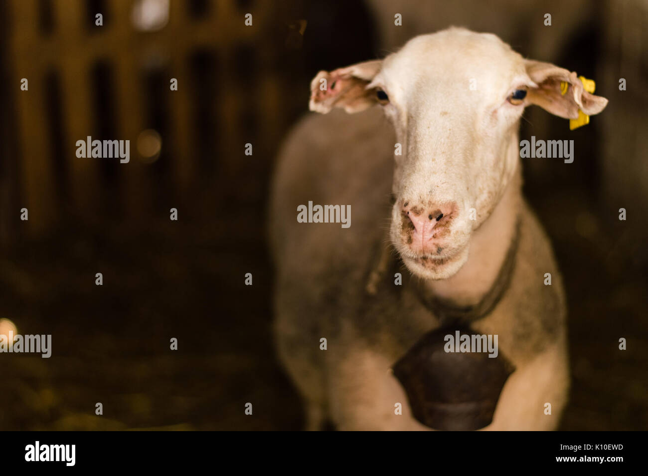 Schafe verkauft, die in den Tierstudien Markt für die Opfer fest in der Türkei. Porträt einer Schafe im Stall, konzentrierte sich auf die Nase. Stockfoto