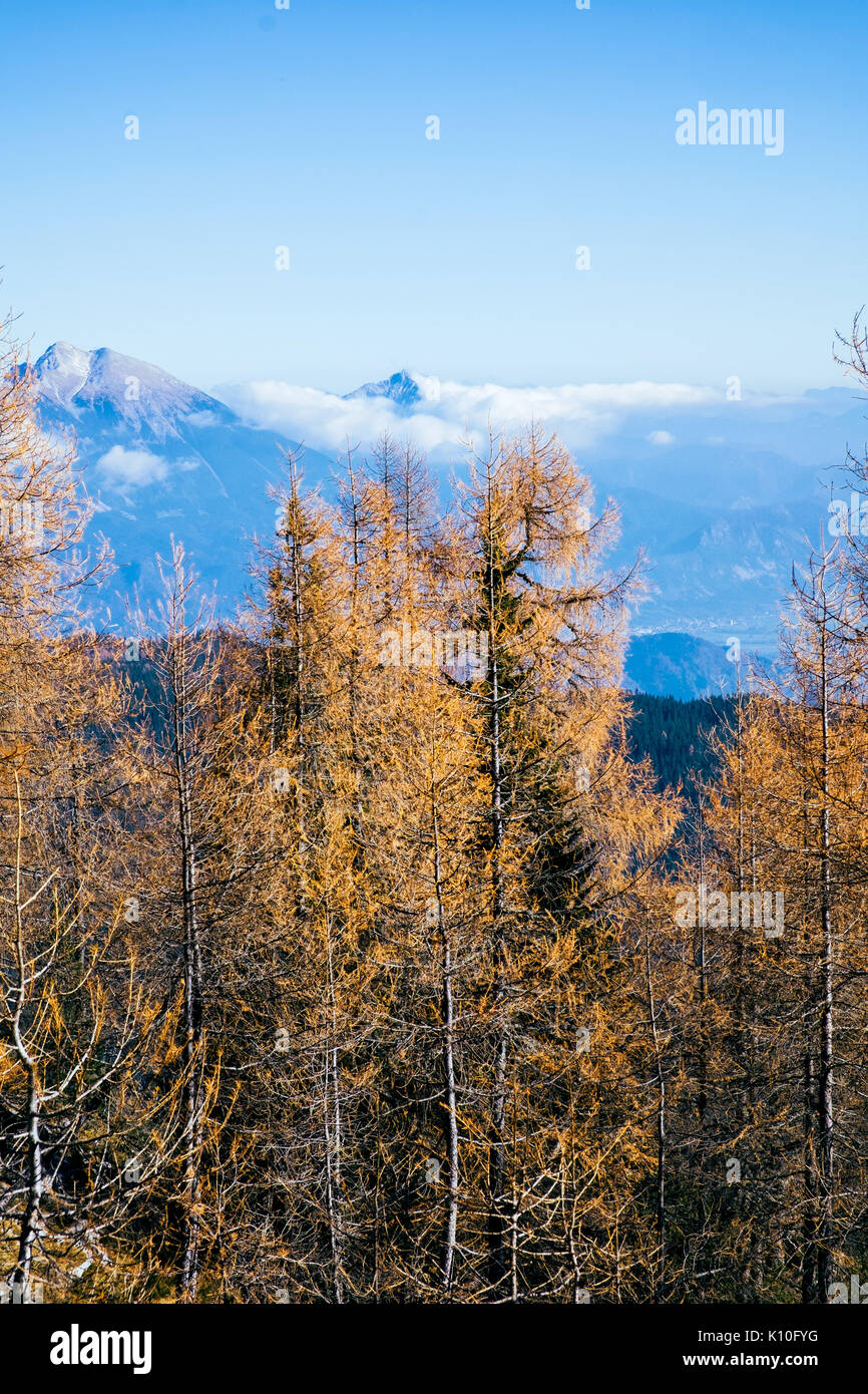 Lärchen im Herbst Farben in den Julischen Alpen. Stockfoto