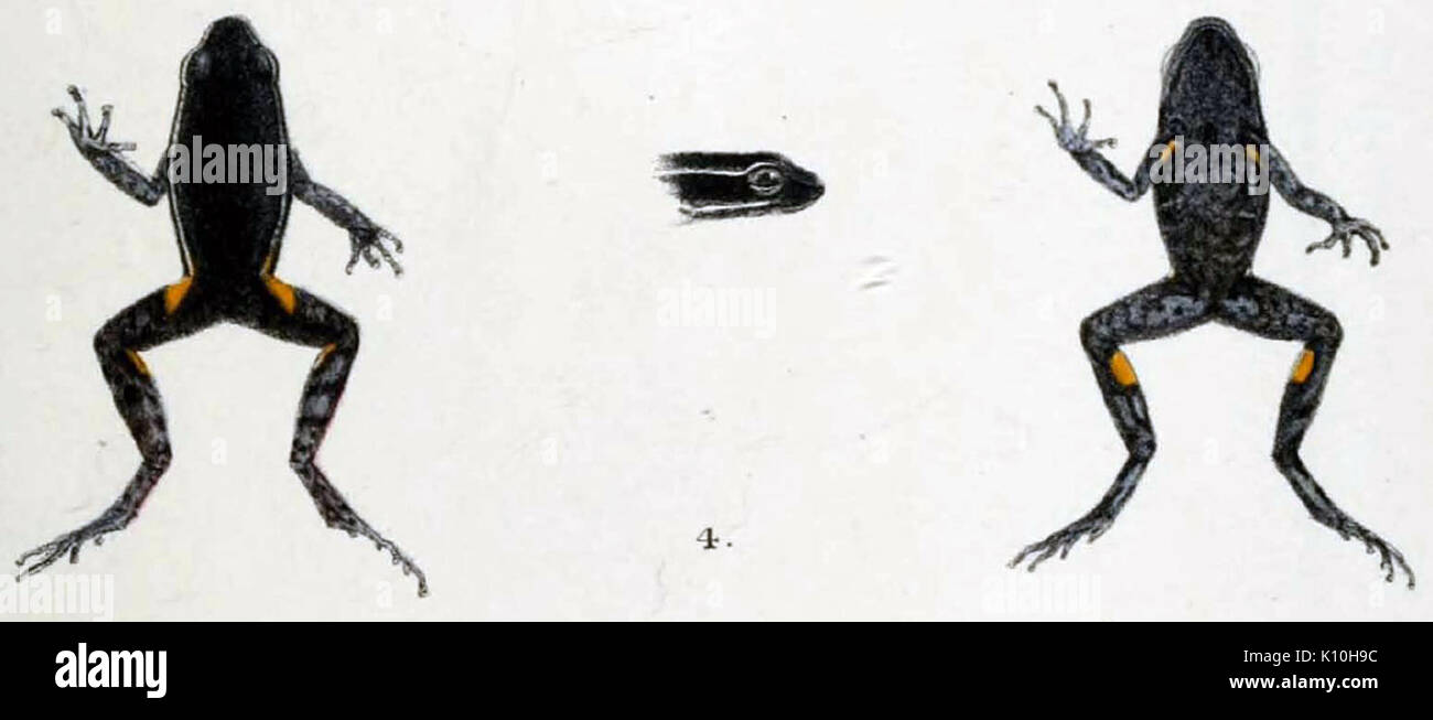 Ameerega hahneli (Boulenger, 1884) Stockfoto