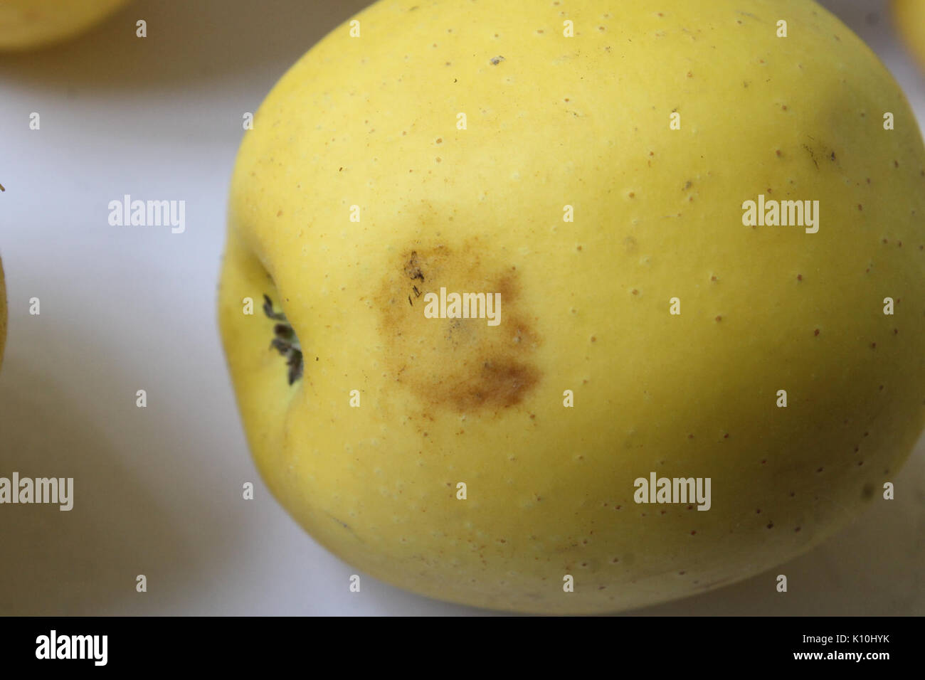 Apple chlorotic leafspot Virus 202 Stockfoto