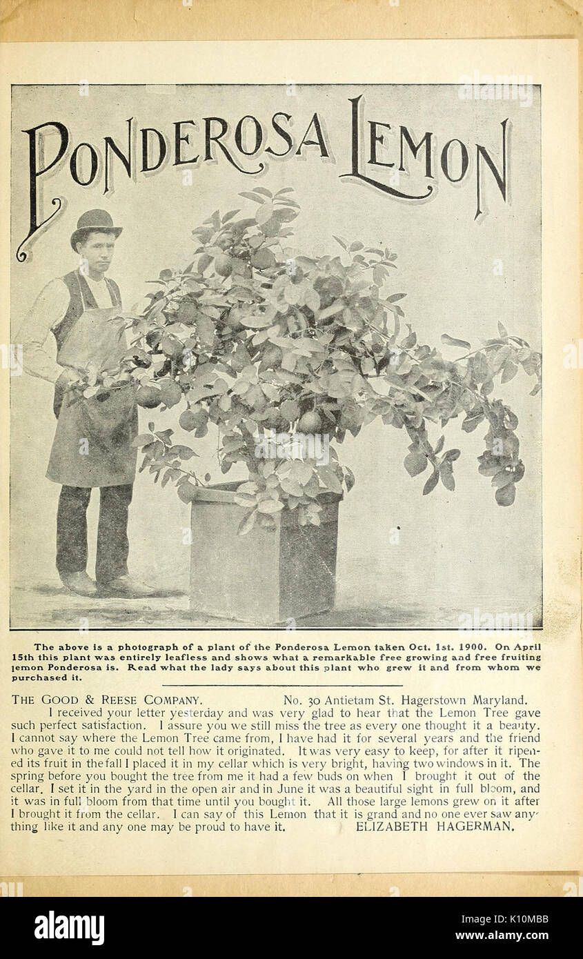 Verschönern Sie Ihr Zuhause (16349841545) Stockfoto