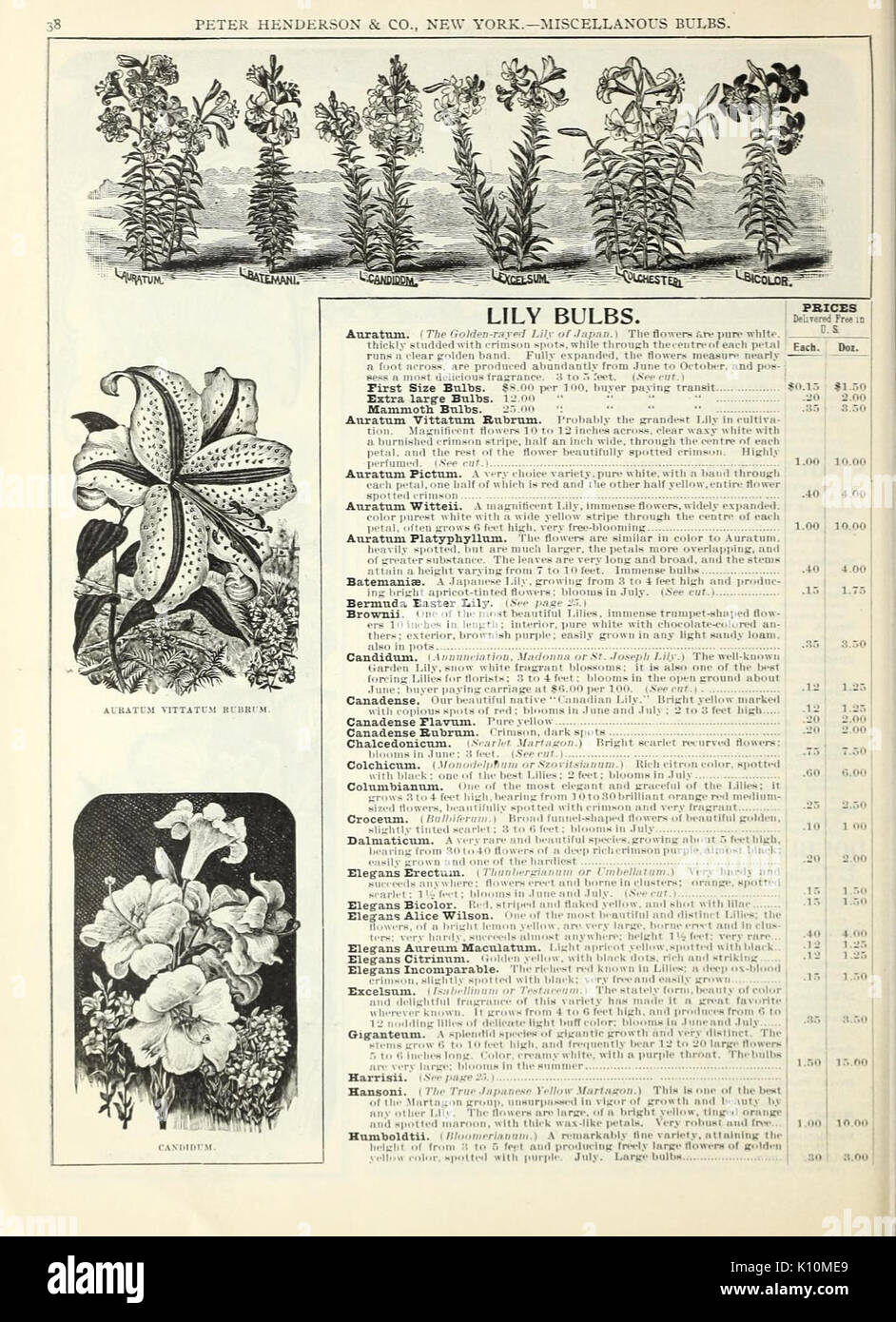 Herbst Blumenzwiebeln Katalog (16425960956) Stockfoto