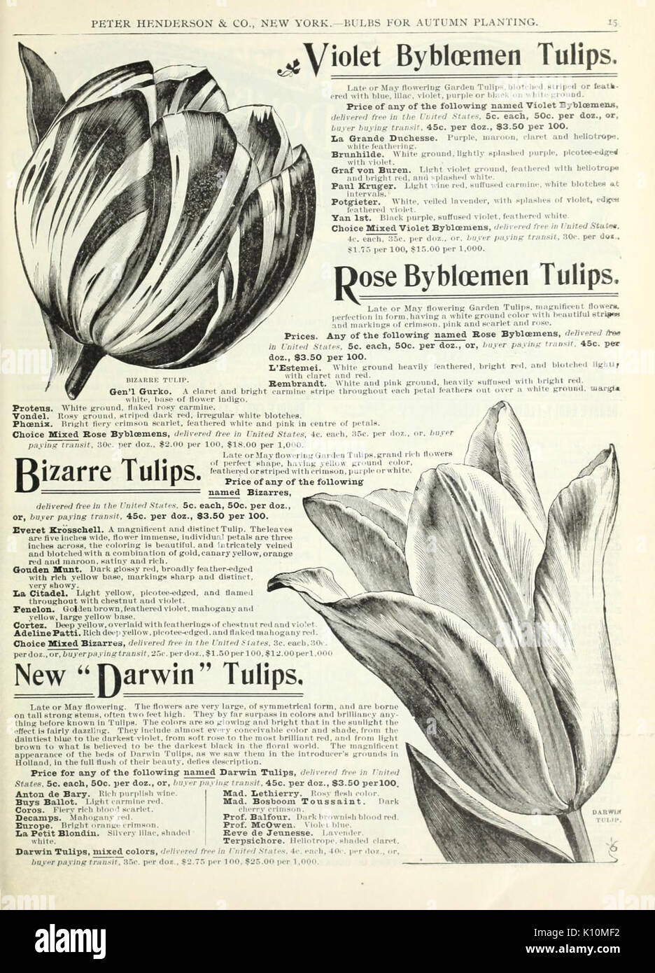 Herbst Blumenzwiebeln Katalog (15829403204) Stockfoto