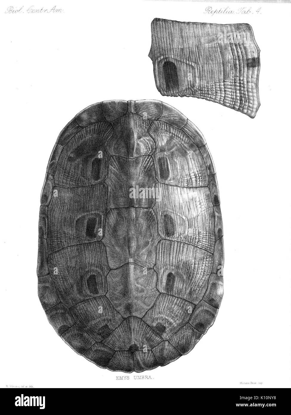 Biologia Centrali Americana (Register 4) (8203107950) Stockfoto