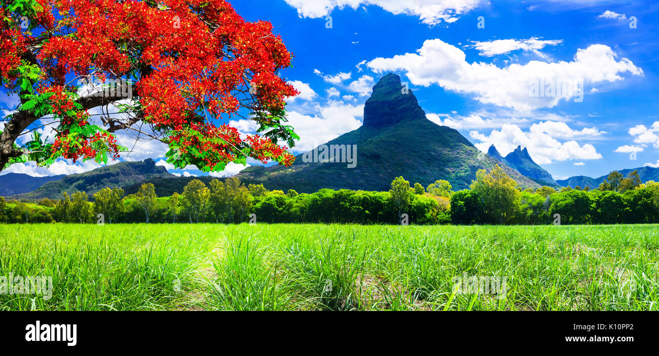 Beeindruckende Vulkanlandschaft in Mauritius Insel, Ansicht mit traditionellen roten. Flame Tree Stockfoto