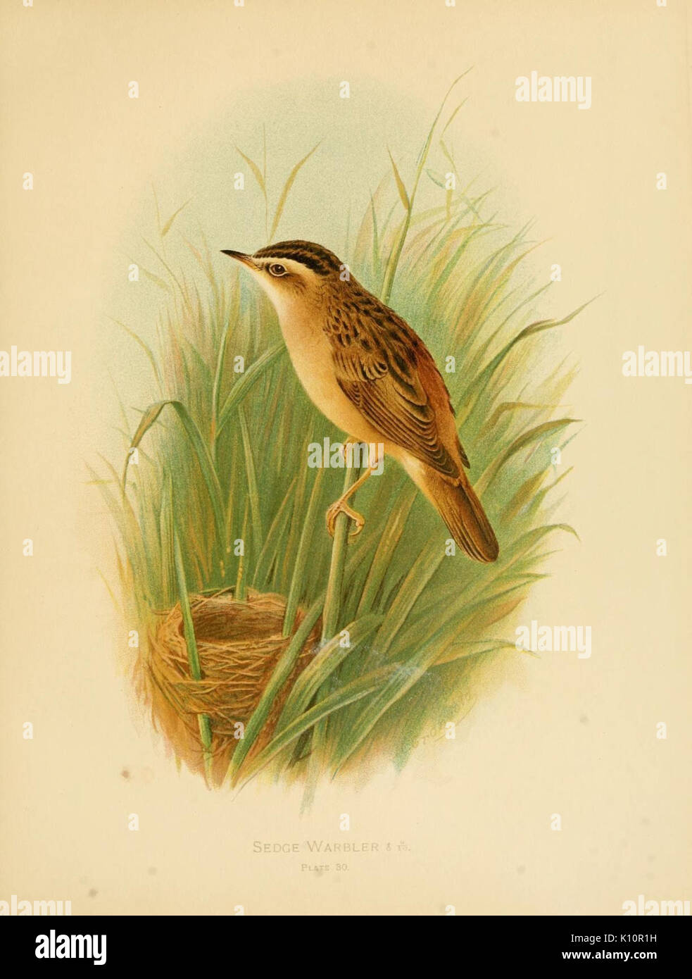 Vögel von Großbritannien und Irland, um Passeres (Platte 30) (7795912202) Stockfoto