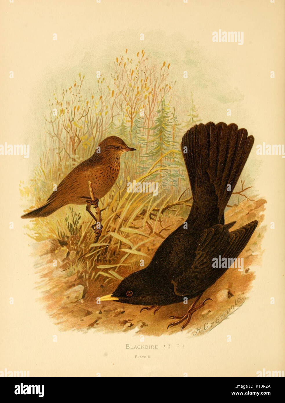 Vögel von Großbritannien und Irland, um Passeres (Platte 6) (7795892498) Stockfoto