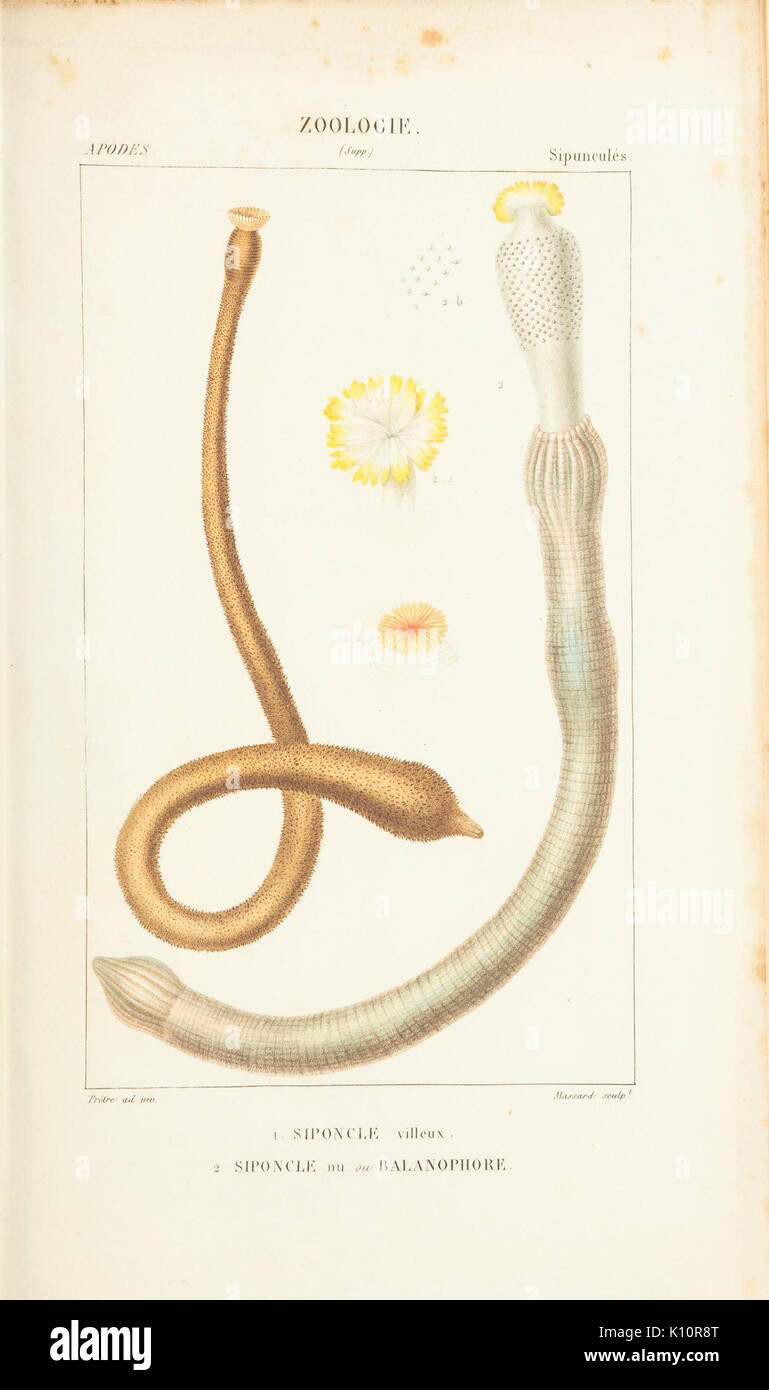 Diese Platte zeigt eine wissenschaftliche Illustration von Tierarten, wahrscheinlich aus dem 19. Jahrhundert, die im Rahmen einer zoologischen Studie oder Sammlung im Museum Victoria erstellt wurde und detaillierte künstlerische Darstellungen von Tieren hervorhebt. Stockfoto