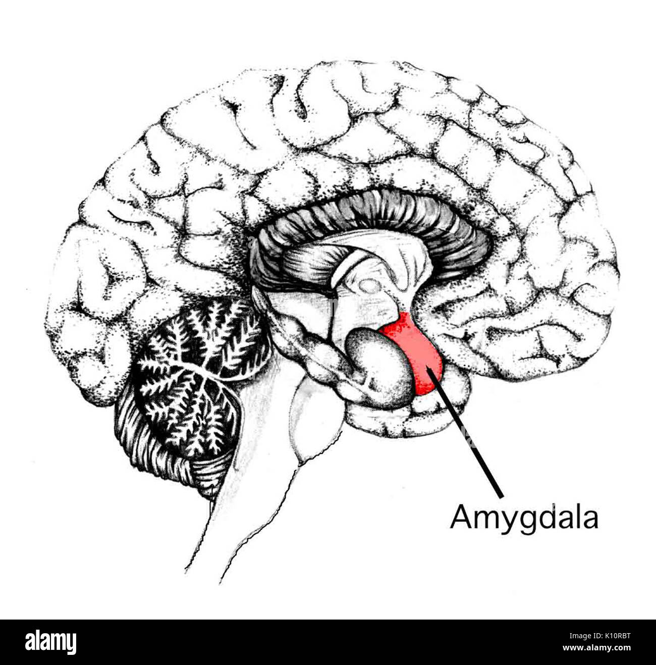 Amygdala Stockfoto