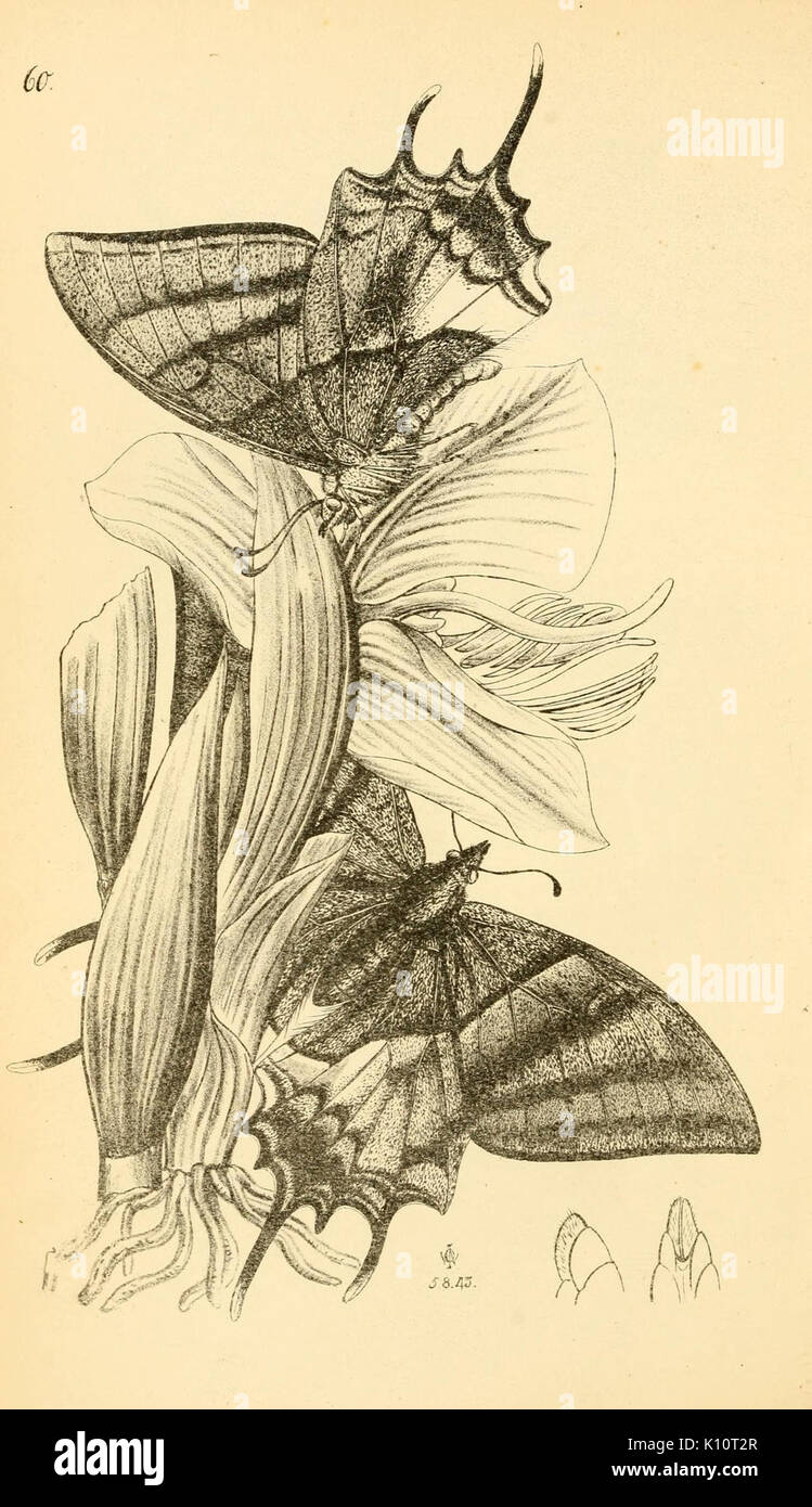 Arcana entomologica, oder, Illustrationen von neue, seltene und interessante Insekten (PL. 60) (6941183966) Stockfoto