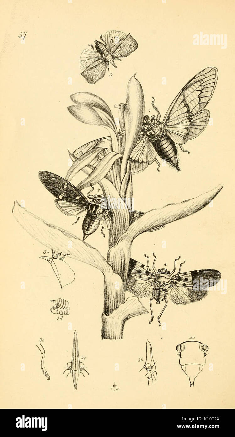 Arcana entomologica, oder, Illustrationen von neue, seltene und interessante Insekten (PL. 57) (7087251475) Stockfoto