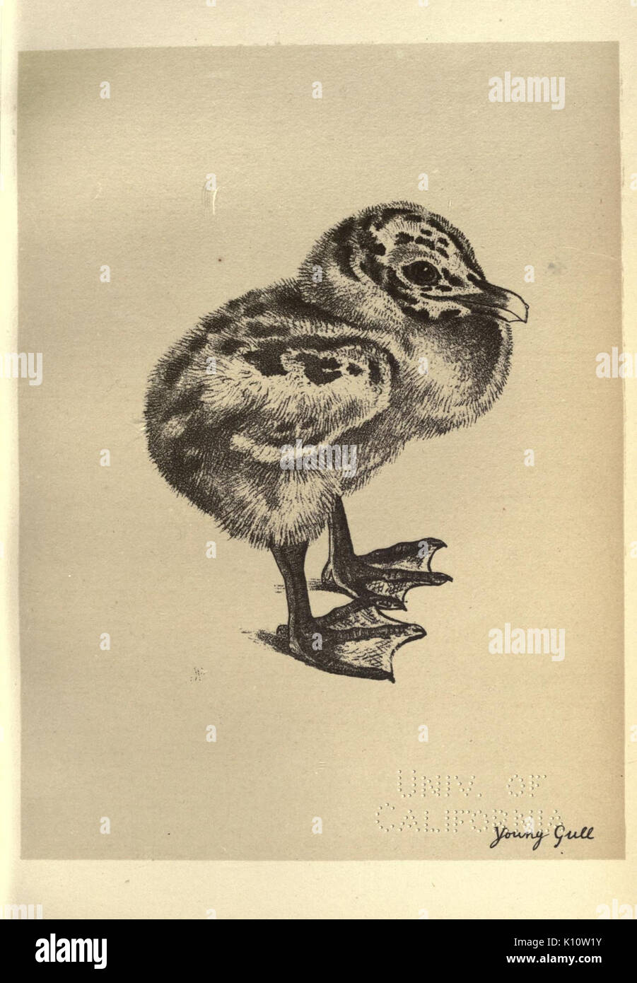 Vögel aus Moidart und anderswo (Platte 85) (8510285921) Stockfoto