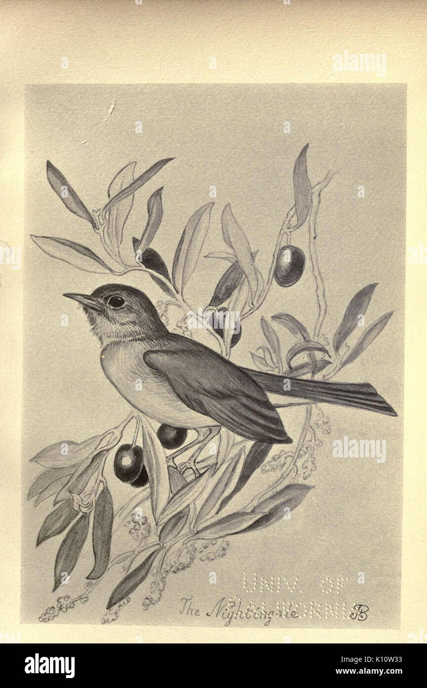 Vögel aus Moidart und anderswo (Platte 31) (8510249809) Stockfoto