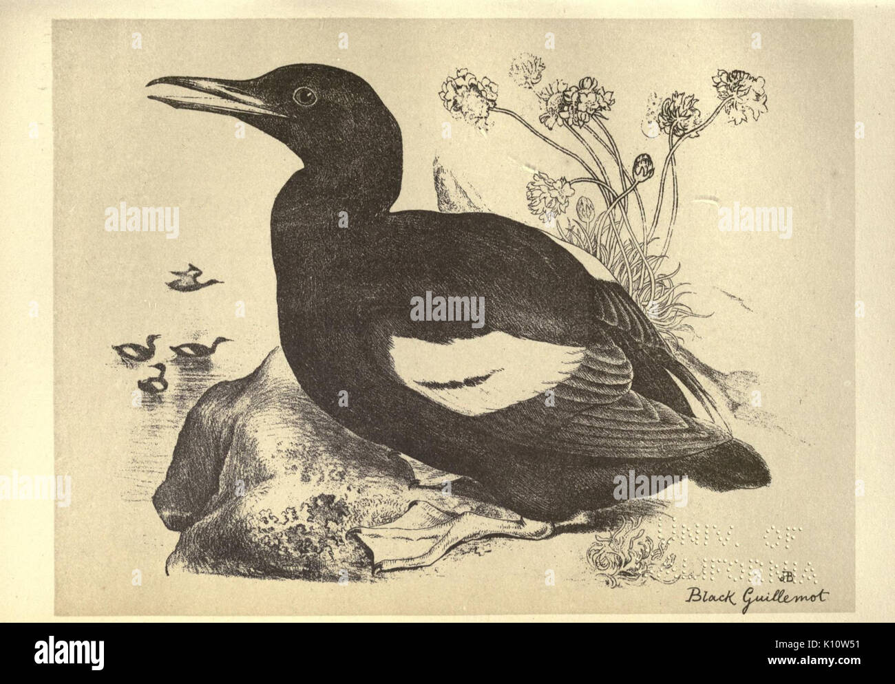 Vögel aus Moidart und anderswo (Platte 74) (8511387082) Stockfoto