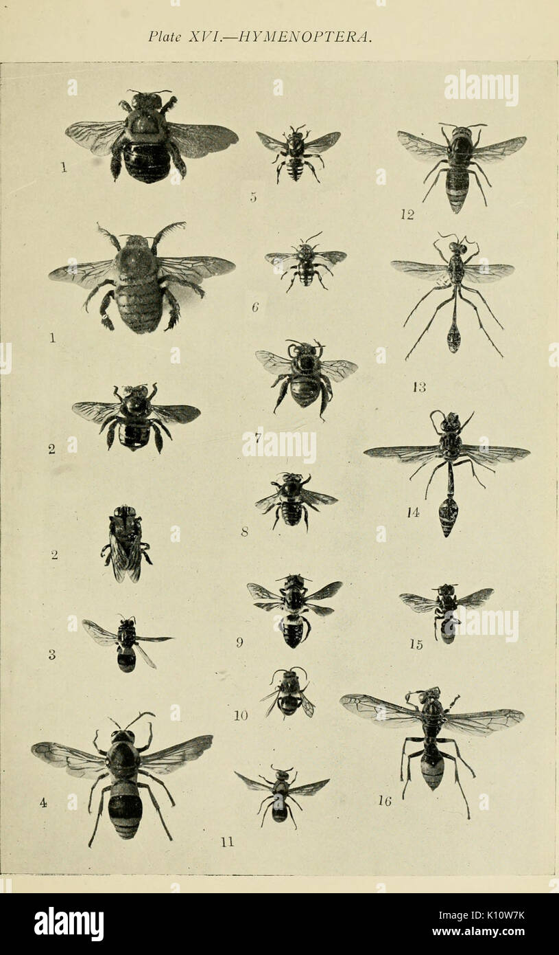 Australischer Insekten (Platte XVI) (7268240046) Stockfoto