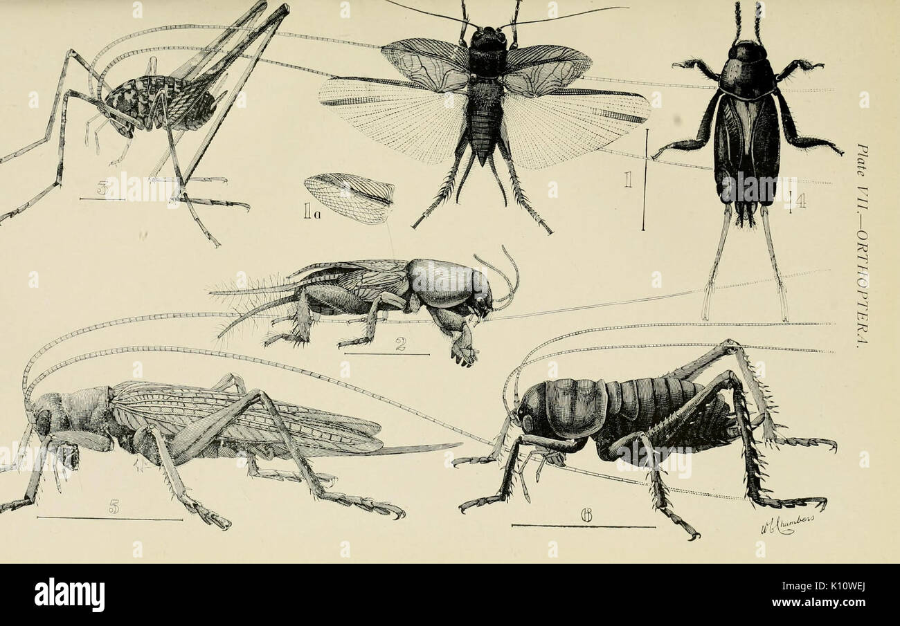 Australischer Insekten (Platte VII) (7268224644) Stockfoto