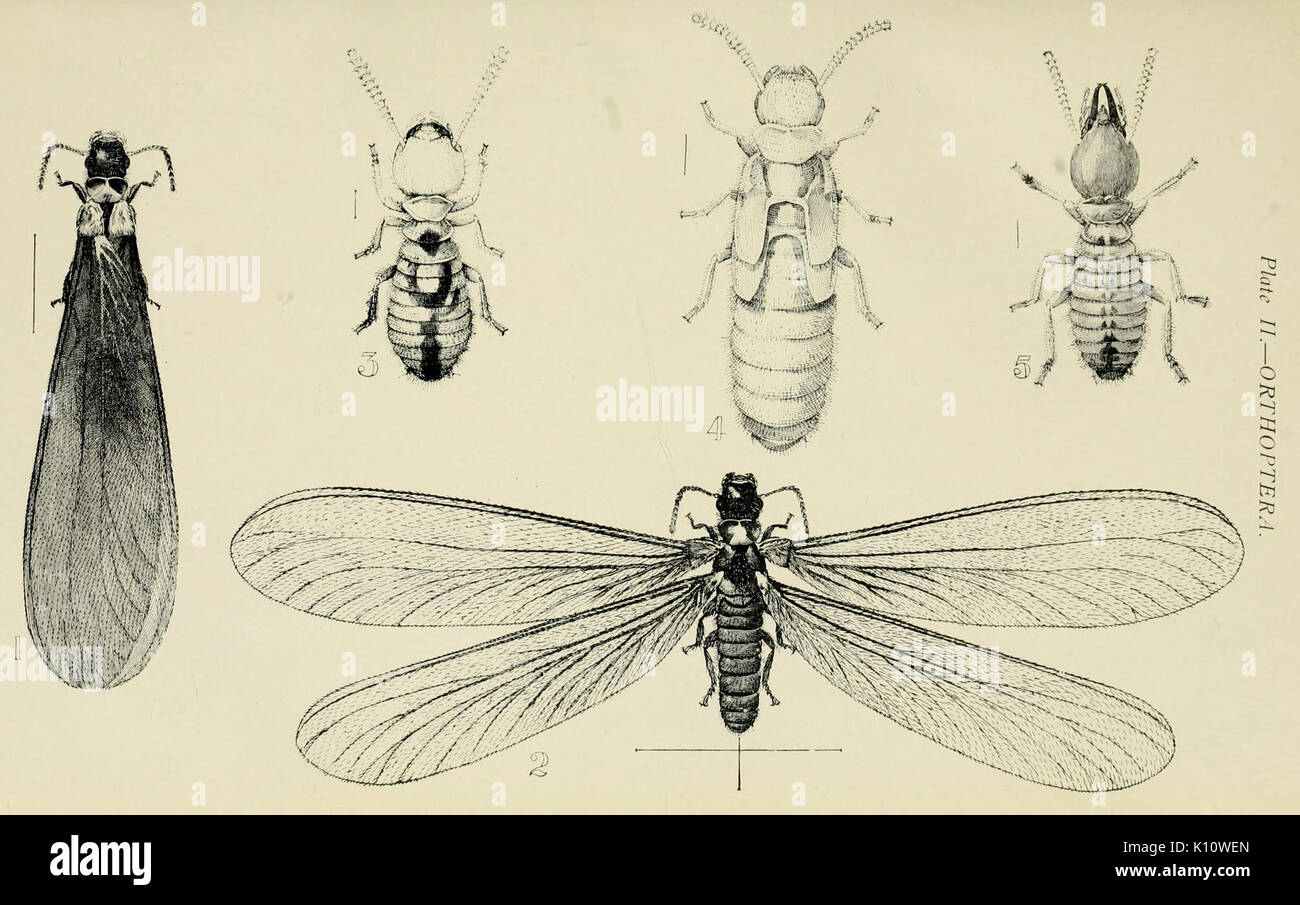 Australischer Insekten (Platte II) (7268215444) Stockfoto