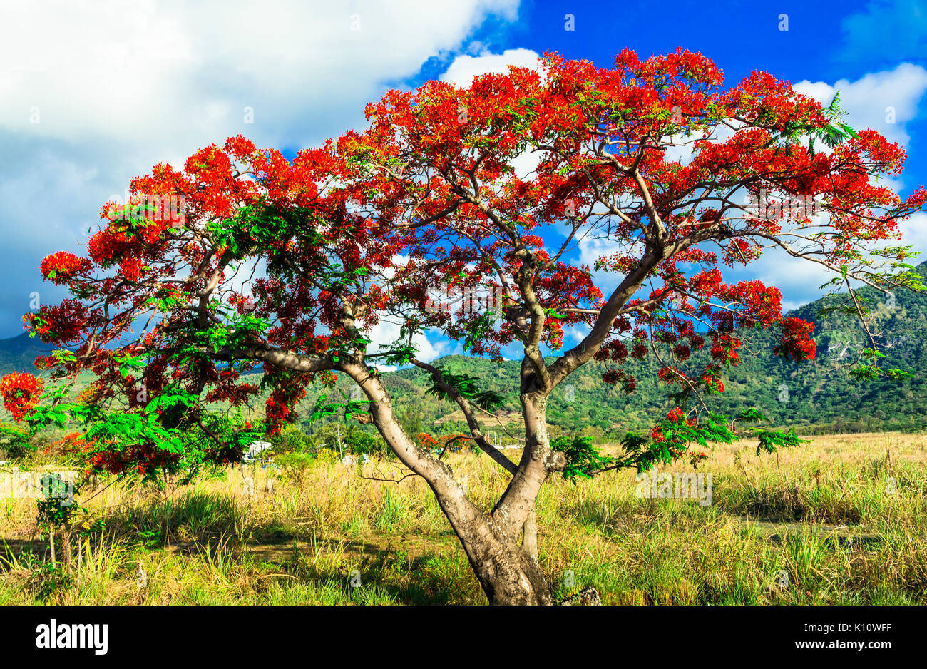 Wunderschöner, Exotischer Baum mit roten Blumen Flamboyant. Mauritius