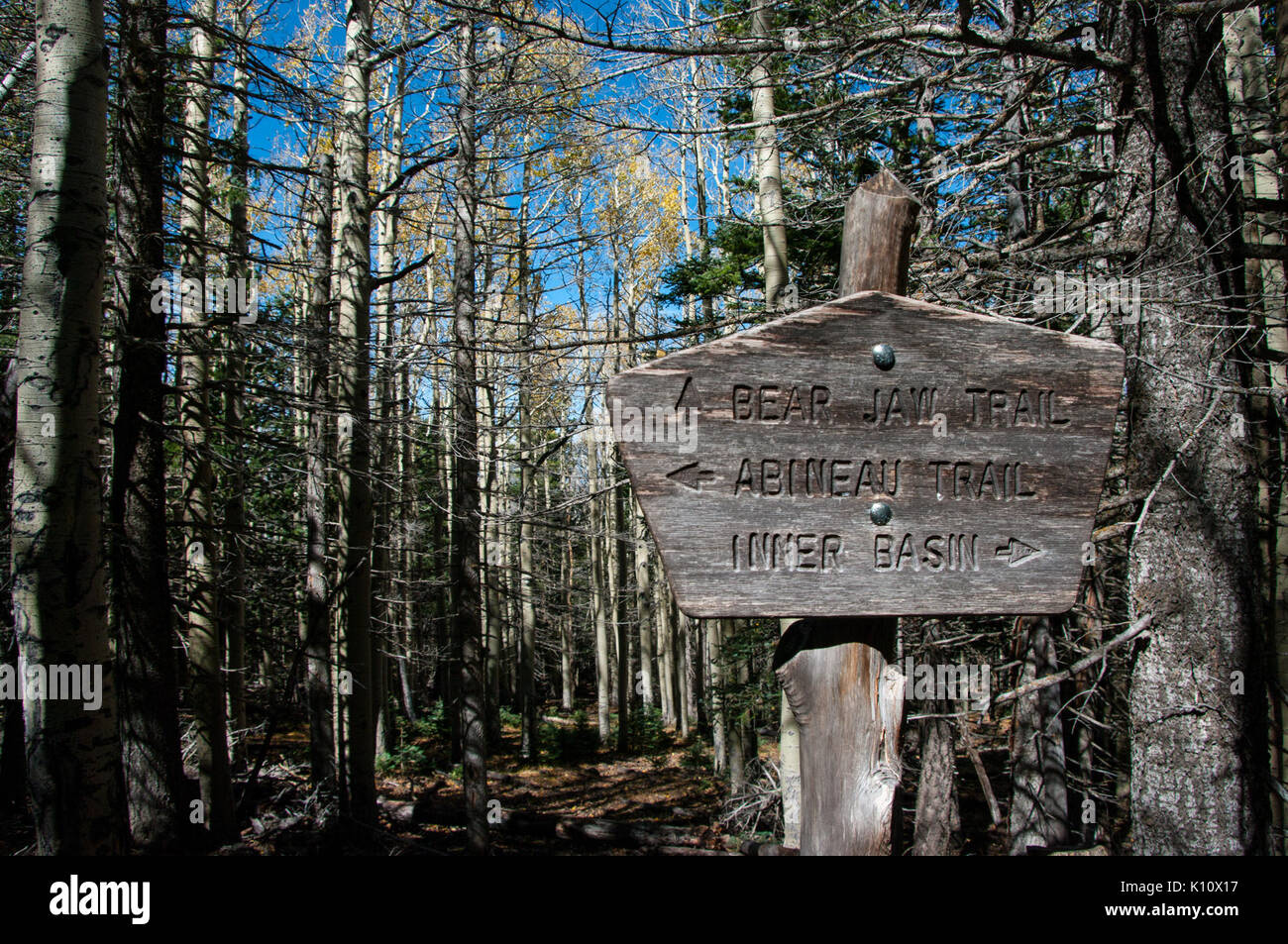 Abineau Trail ist ein steiler Aufstieg 1.800 Fuß über zwei Meilen auf den Hügeln von San Francisco Peaks durch Abineau Canyon. Der Weg trifft der Wasserlinie Trail an der Spitze, die zu (22059271295) gefolgt werden. Stockfoto