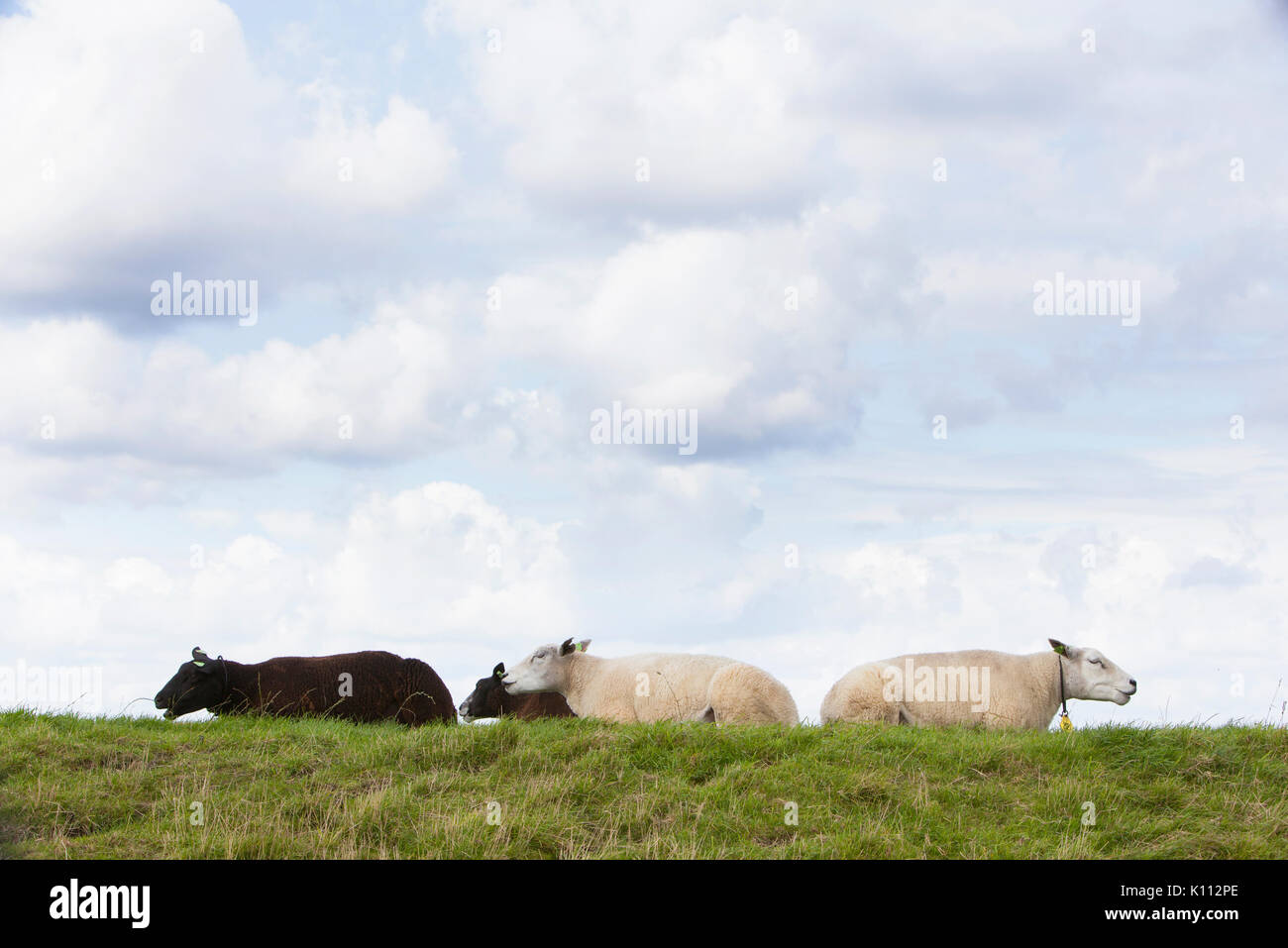 Vier Schafe liegen im Gras unter bewölktem Himmel in den Niederlanden Stockfoto