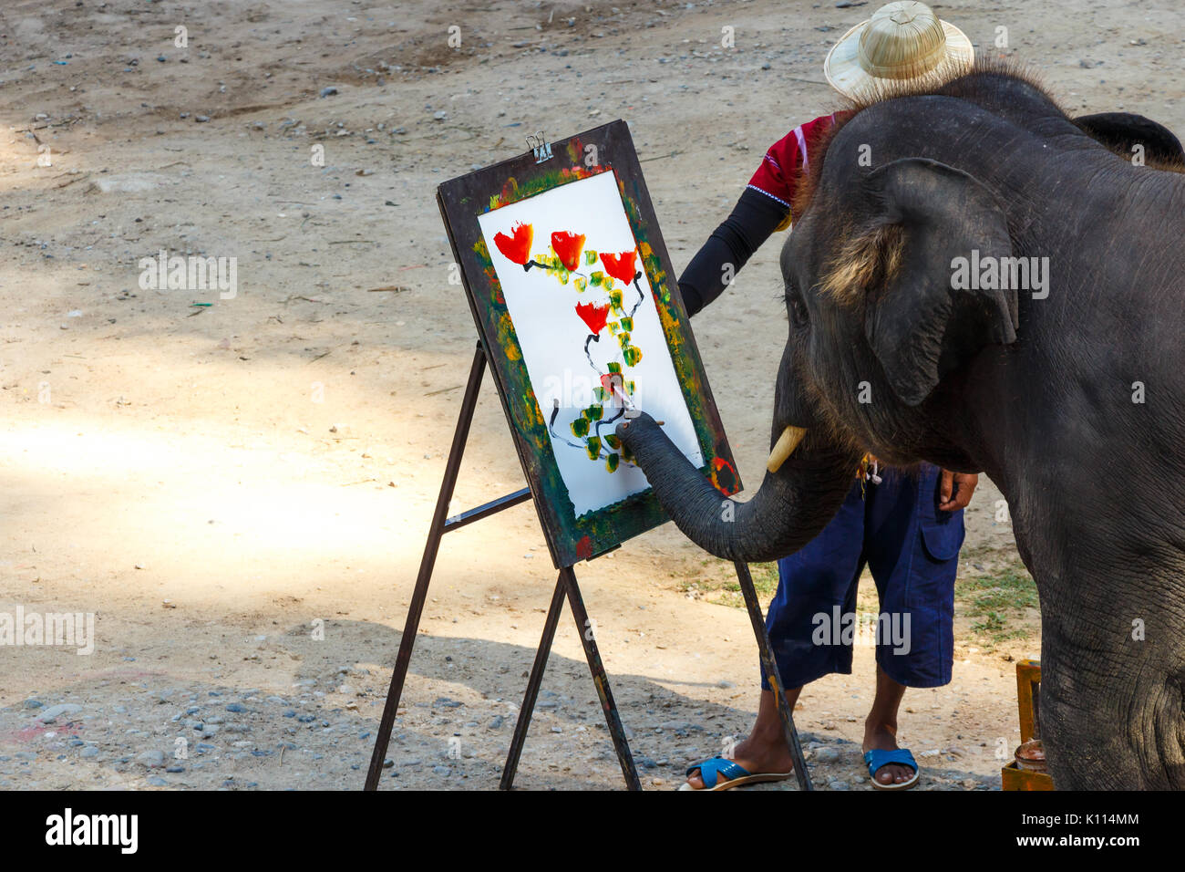 Elefant ist Malen mit Öl Farbe am Mae Sa Elephant Camp, Chiangmai, Thailand. Stockfoto