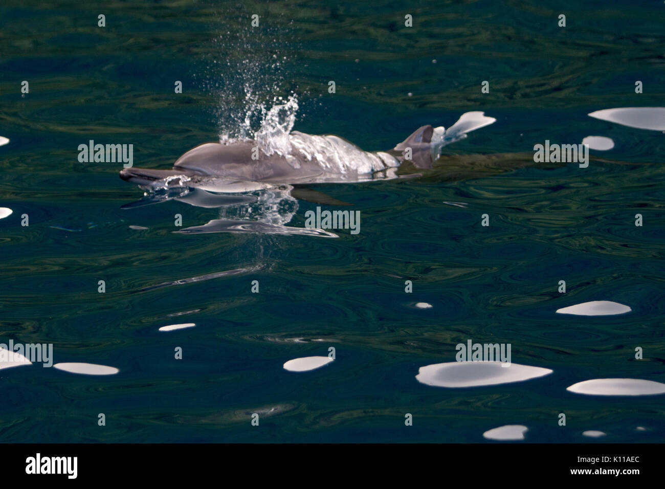 Spinner Delfine in der Nähe von Dorf Hapatoni, Tahuata Insel, Marquesas, Französisch Polynesien Stockfoto