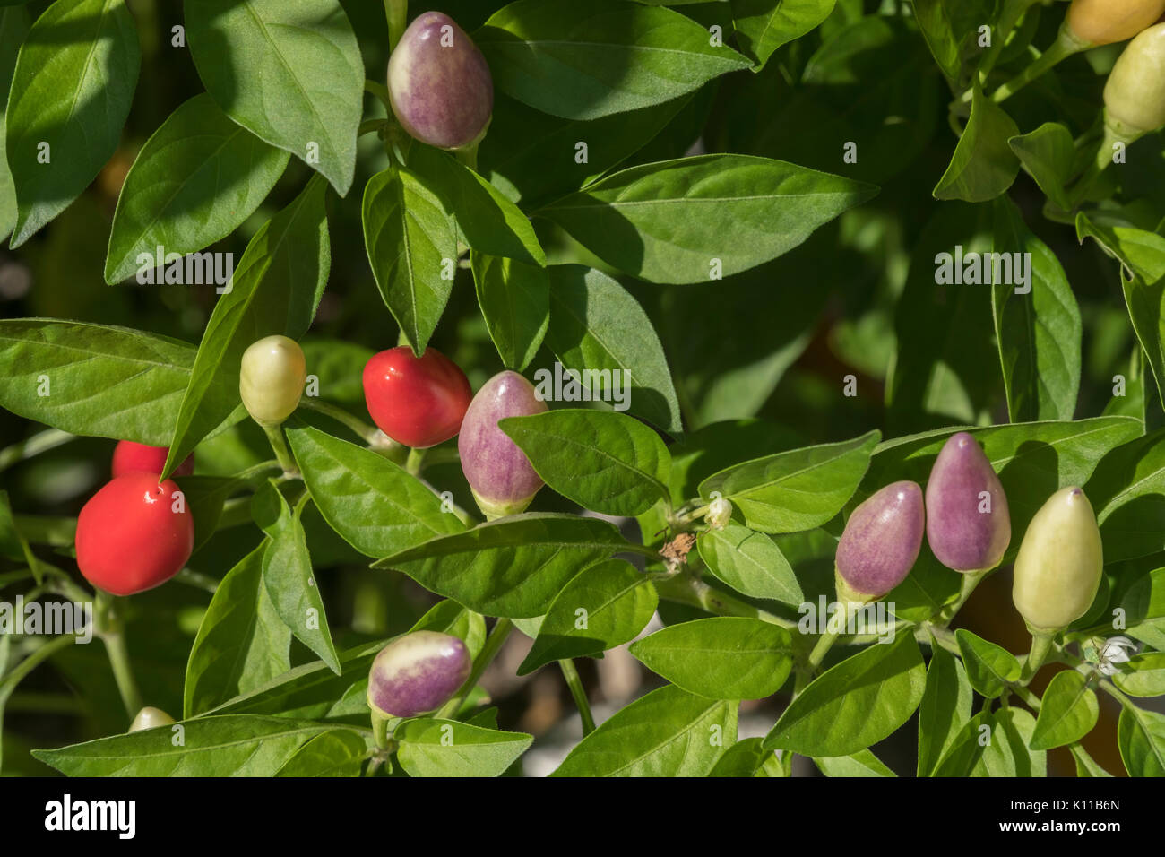 Chili Pflanze mit Paprikas von unterschiedlichem Grad der Reife. Stockfoto