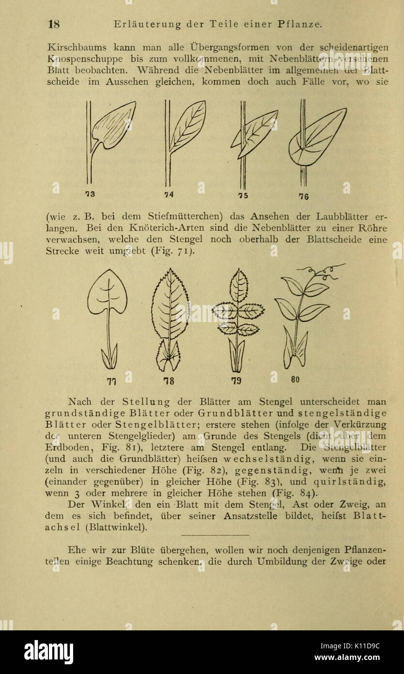 Anleitung zum Botanisieren und zur Anlegung von Pflanzensammlungen (Seite 18) BHL 13161584 Stockfoto