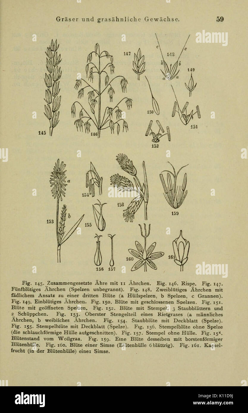 Anleitung zum Botanisieren und zur Anlegung von Pflanzensammlungen (Seite 59) BHL 13161612 Stockfoto