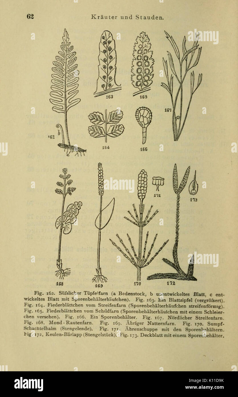 Anleitung zum Botanisieren und zur Anlegung von Pflanzensammlungen (Seite 62) BHL 13161615 Stockfoto