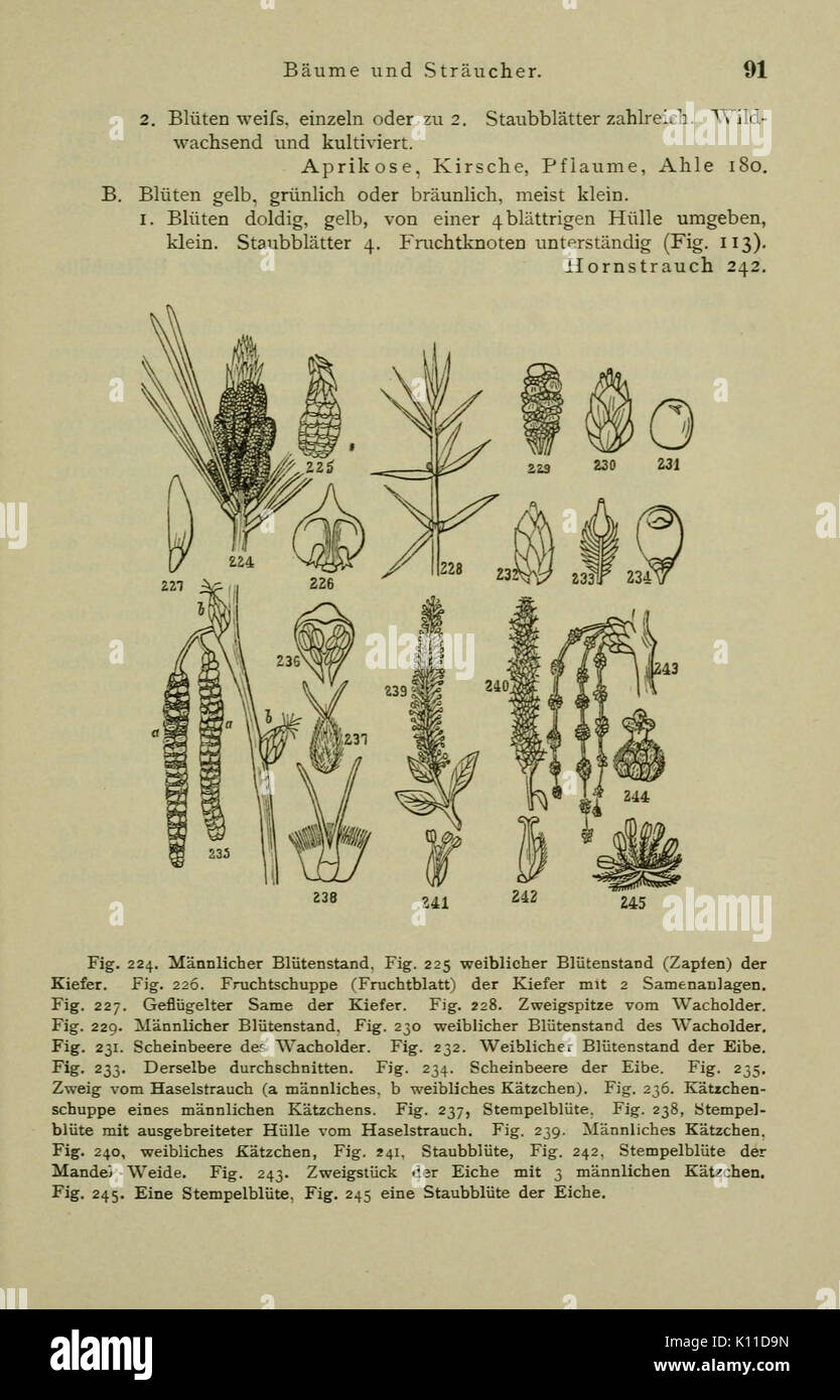 Anleitung zum Botanisieren und zur Anlegung von Pflanzensammlungen (Seite 91) BHL 13161644 Stockfoto