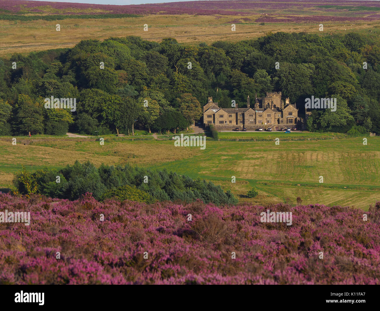 Lila Heidekraut auf die Mauren. Peak District, Derbyshire, Großbritannien Stockfoto