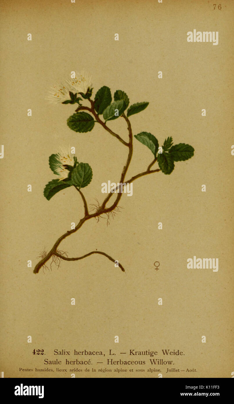 Atlas de la Flora alpine (Seite 43) BHL 10388597 Stockfoto