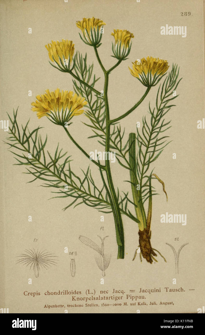 Atlas der Alpenflora (PL. 289) BHL 10384518 Stockfoto