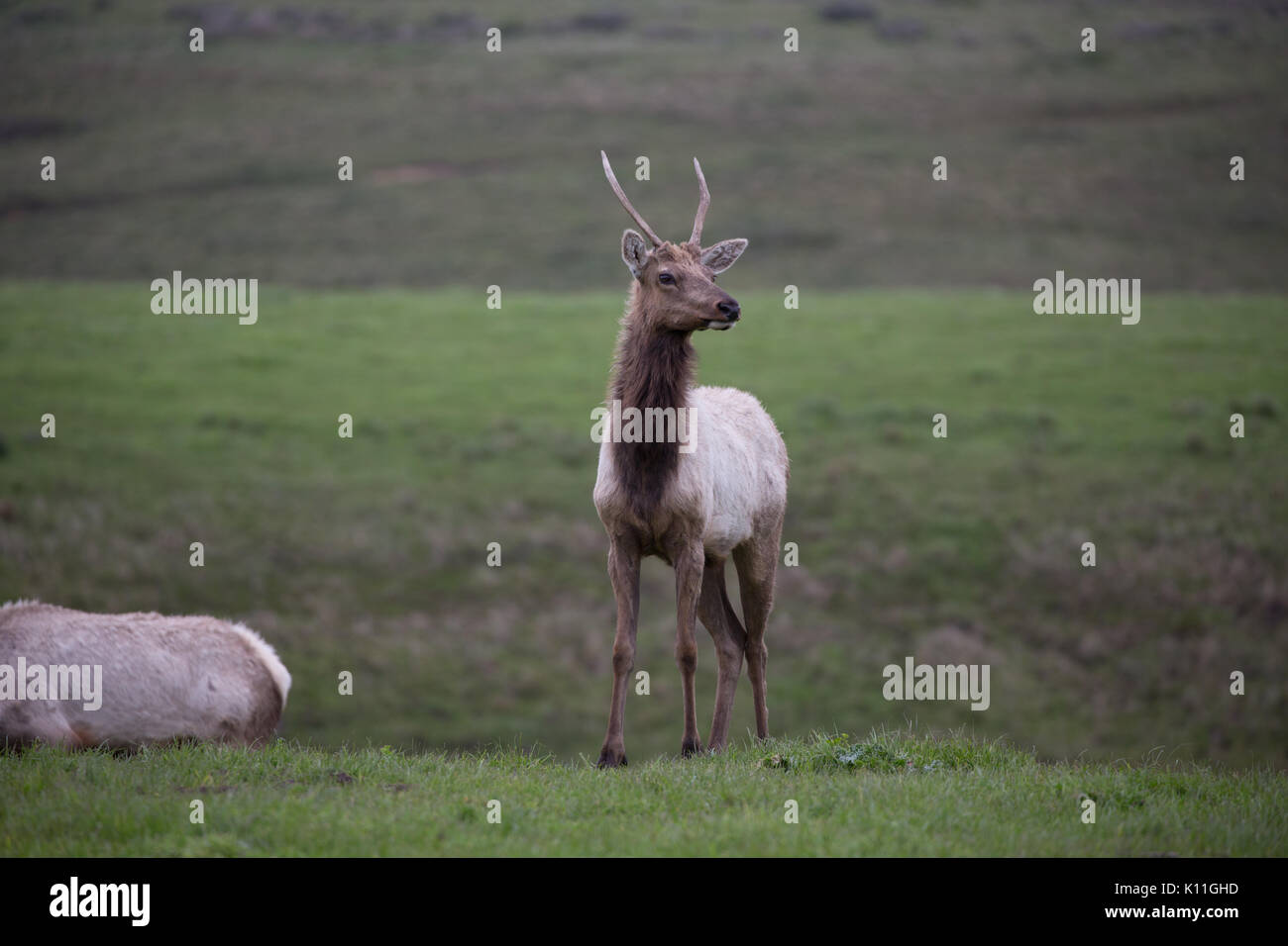 Nahaufnahme von Alert grosse Männchen mit 5 Punkt Geweih Tule elk und Mate roaming Grasland in Point Reyes National Seashore Stockfoto