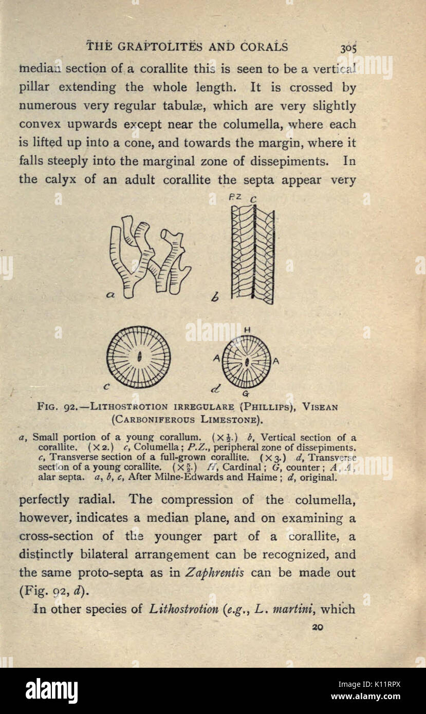 Eine Einführung in die Paläontologie (Seite 305) BHL 18835455 Stockfoto