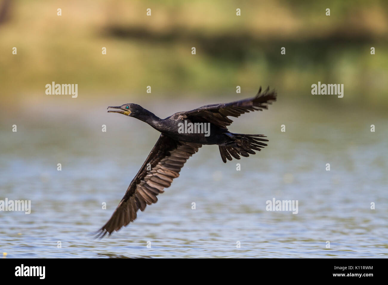 Der Kormoran (Phalacrocorax carbo) Spielen im Wasser bei Bharatpur Vogelschutzgebiet Stockfoto