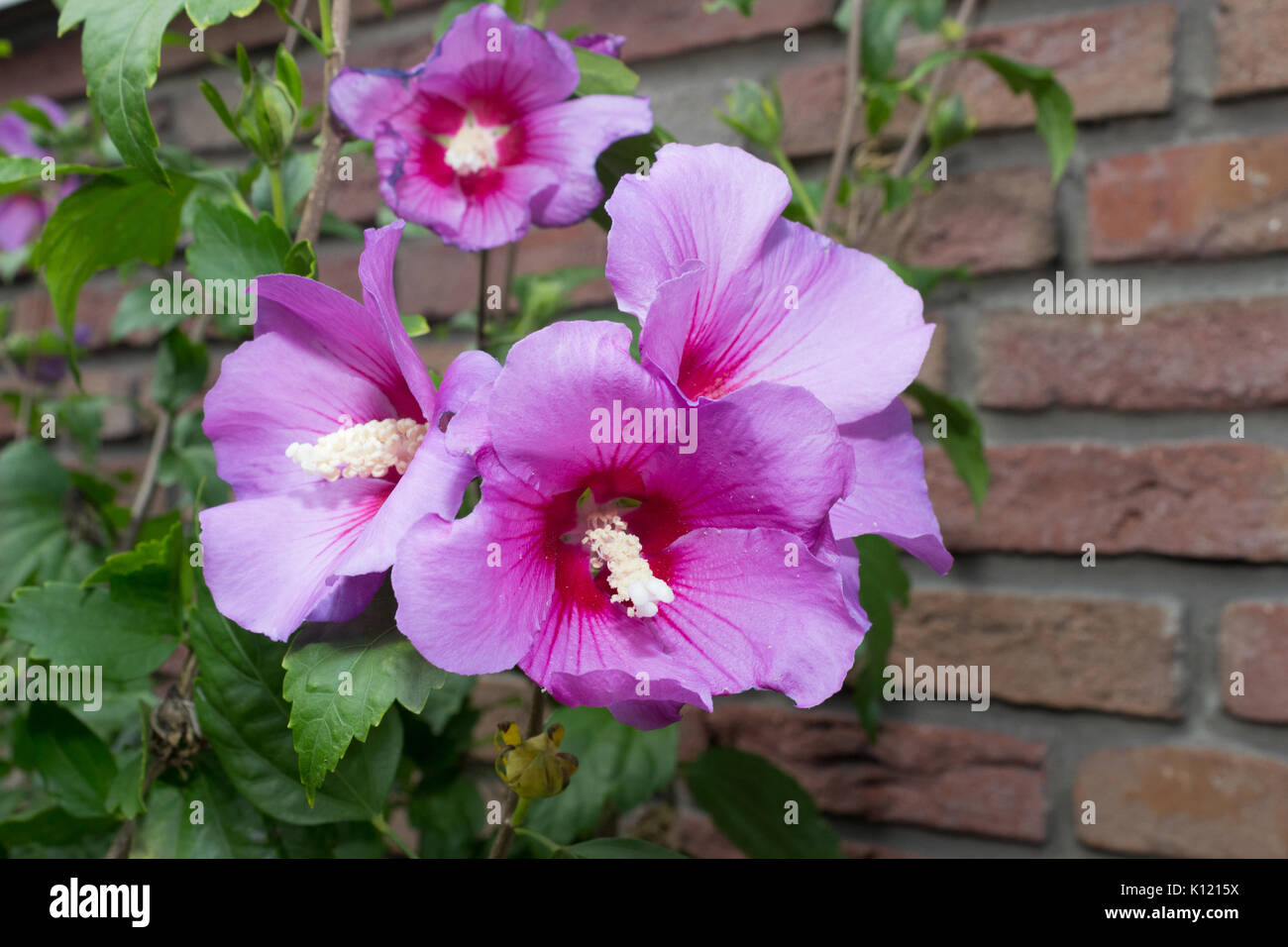 Einige rosa Blüten Hibiscus syriacus. Stockfoto