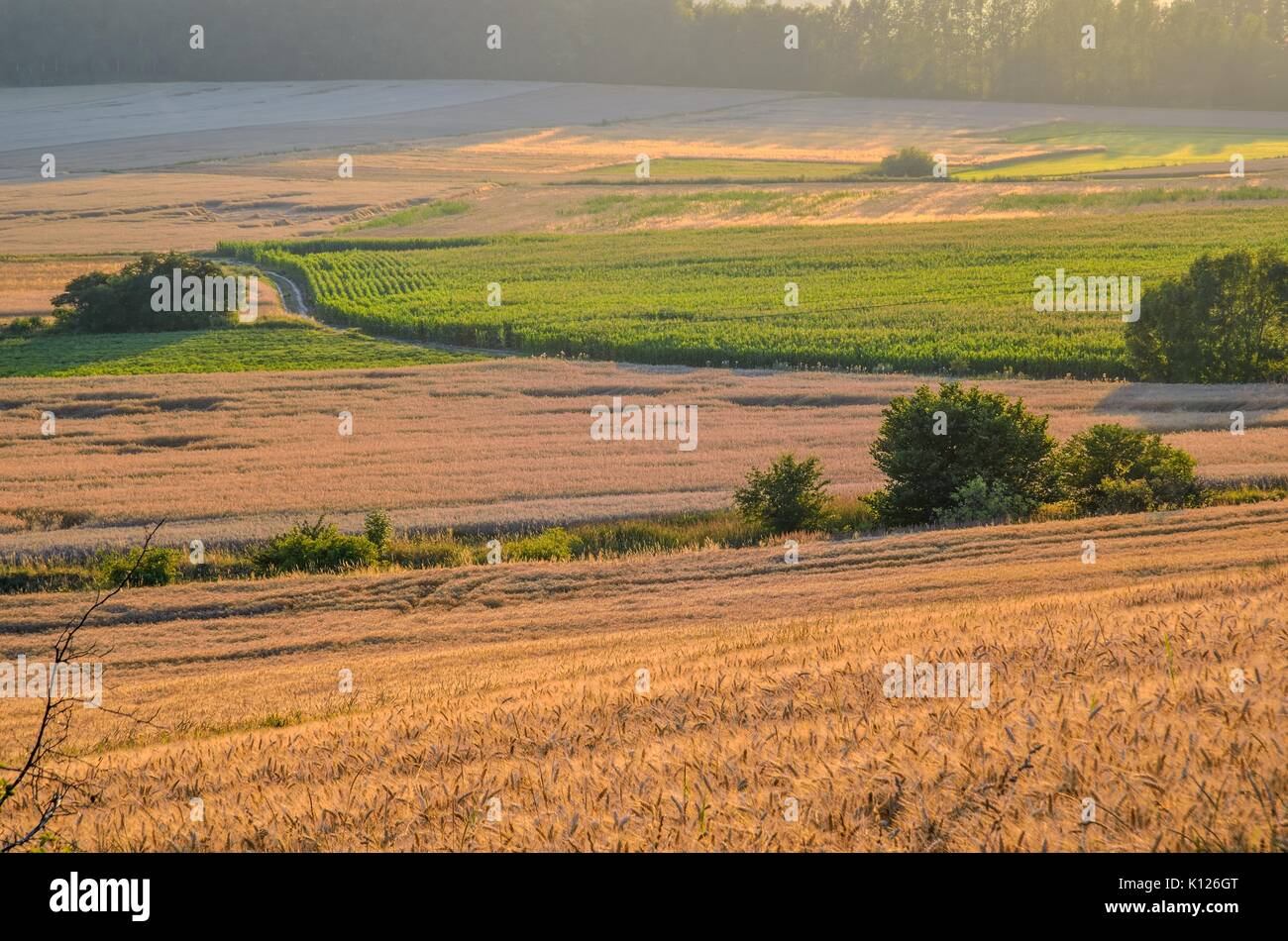 Sommer der ländlichen Landschaft. Felder mit Getreide und Mais im Sonnenlicht. Stockfoto