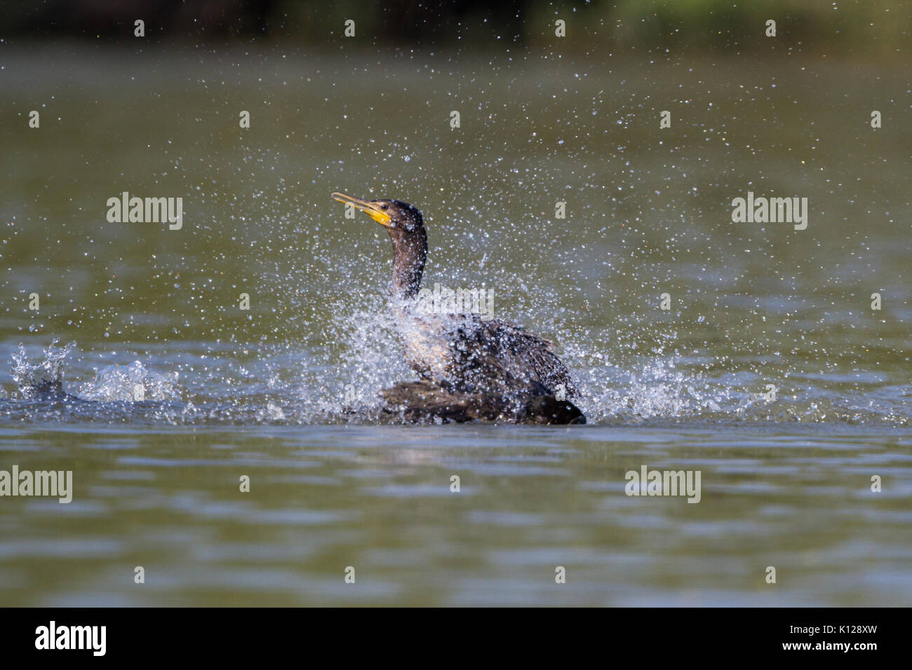 Der Kormoran (Phalacrocorax carbo) Spielen im Wasser bei Bharatpur Vogelschutzgebiet Stockfoto